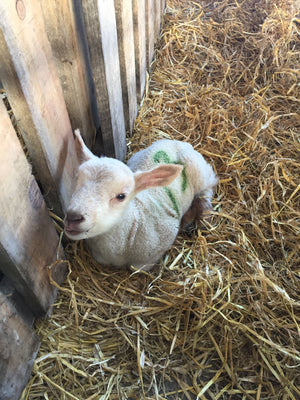 Lamb lying in straw