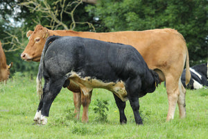 Suckler cow and her calf feeding