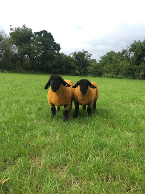 Two Suffolk sheep in a field on grass