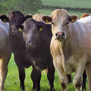 Cattle Farm Tour in Ireland