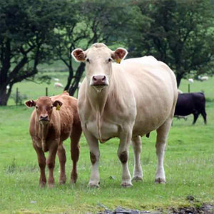 Suckler Beef Farm Tour