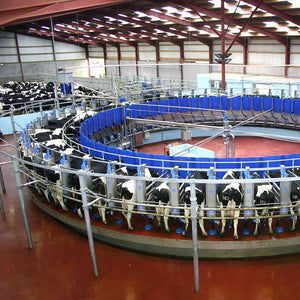 Dairymaster Rotary Robotic Milking Farm Tour 